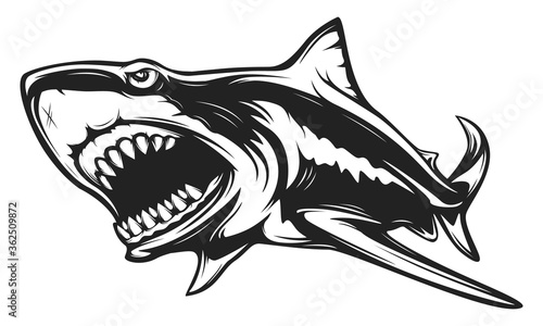 Great white shark isolated vector illustration. Shark logo. Agressive ocean animal. Angry masscot sport logotype.