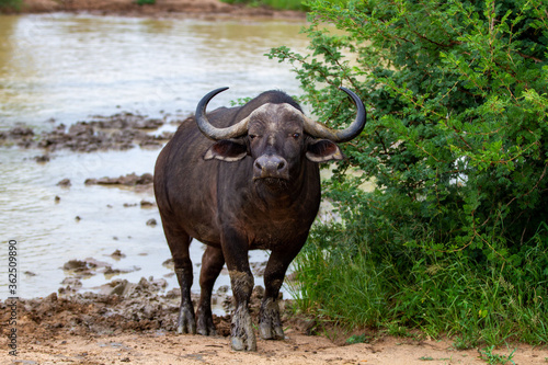 Fototapeta Naklejka Na Ścianę i Meble -  African Savanna Buffalo