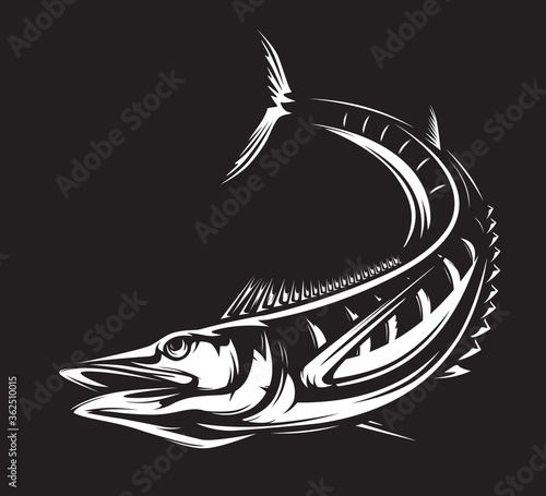 Vector Illustration of a wahoo , Acanthocybium solandri, a scombrid fish jumping up viewed from the side set on isolated white background done in retro style.