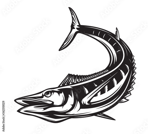 Vector Illustration of a wahoo , Acanthocybium solandri, a scombrid fish jumping up viewed from the side set on isolated white background done in retro style. photo