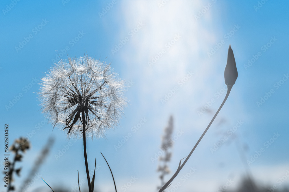 A large white dandelion in a natural stream of sunlight against a clear blue sky. Concept of the joy of greeting the sun