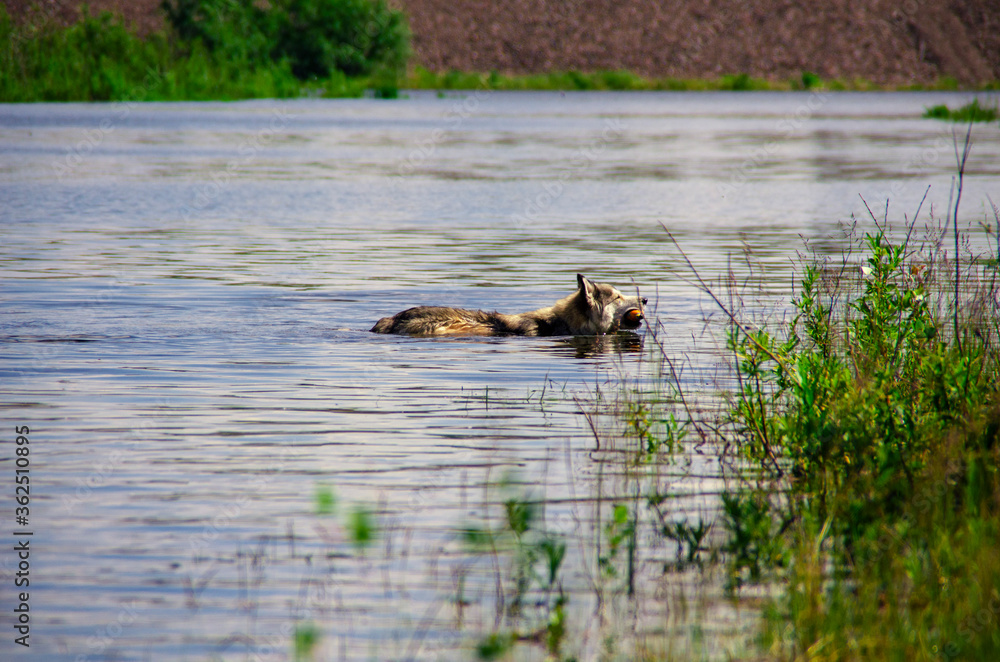 The dog is floating on the river The dog is floating on the river