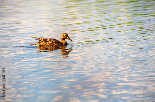 Duck swimming in the water © Виктория Большагина