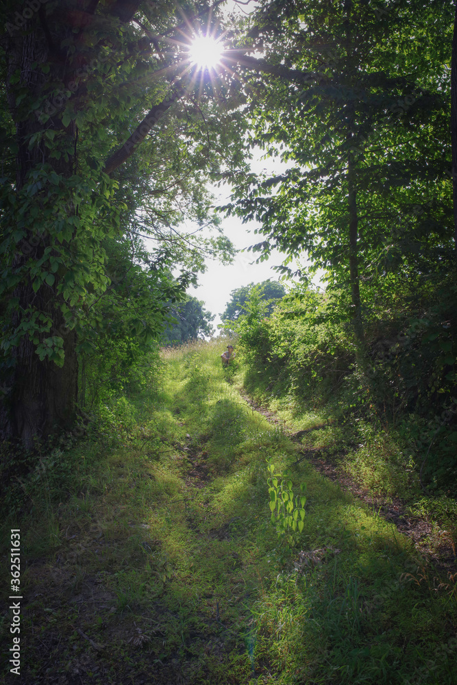 Golden hour dappled sunlight spills down a forest path. A lone woman sits at the top surrounded by greenery and emerging into the light. Sunlight beams in through the branches for idyllic, surreal Golden hour dappled sunlight spills down a forest path. A lone woman sits at the top surrounded by greenery and emerging into the light. Sunlight beams in through the branches for idyllic, surreal