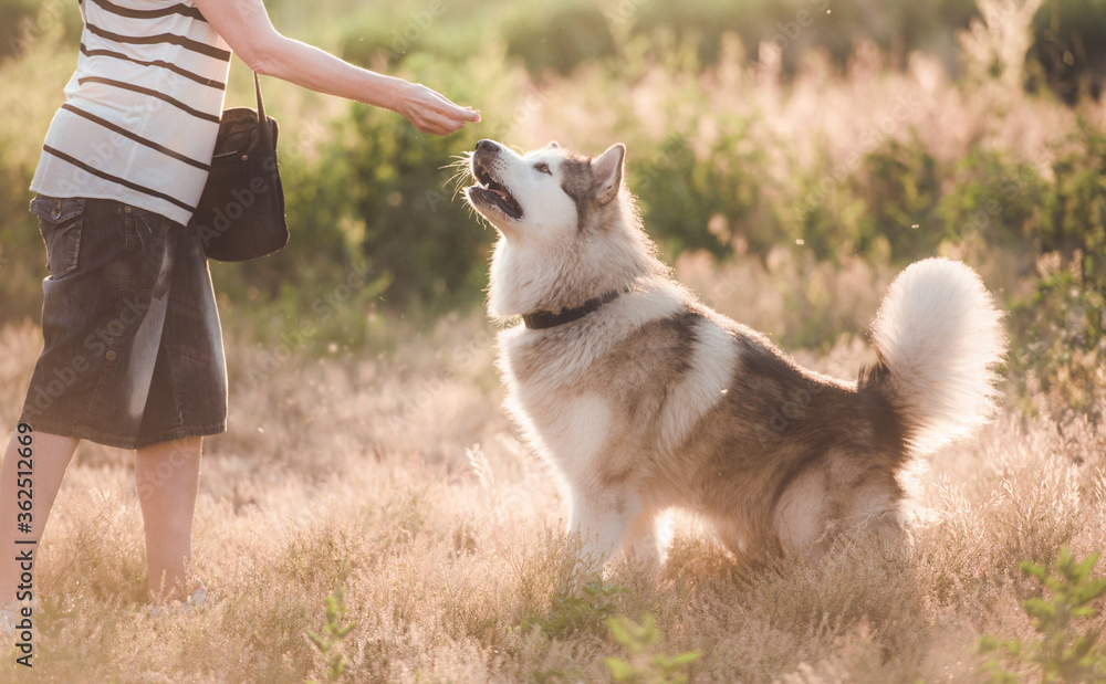 Loyal dog with girl while walking