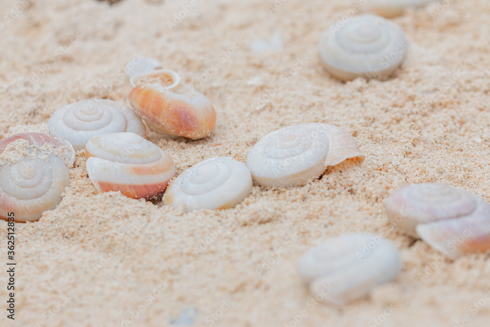 shells on the sand shells on the sand