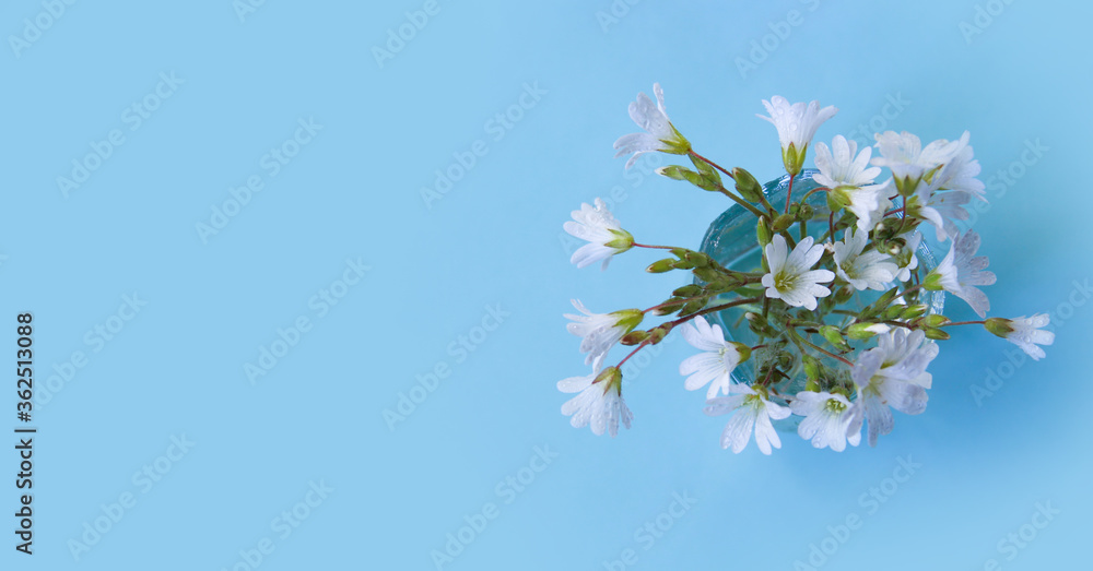 White flowers with water drops on a blue background, top view with horizontal orientation copy space White flowers with water drops on a blue background, top view with horizontal orientation copy space