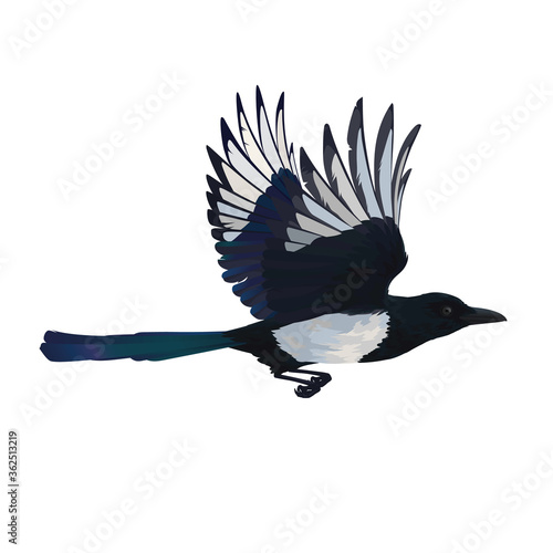 Stampa su tela Colorful vector illustration of intelligent bird Eurasian Magpie in hand drawn realistic style isolated on white background