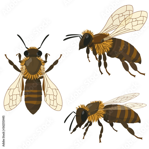 Bee in different poses. Insect in cartoon style.