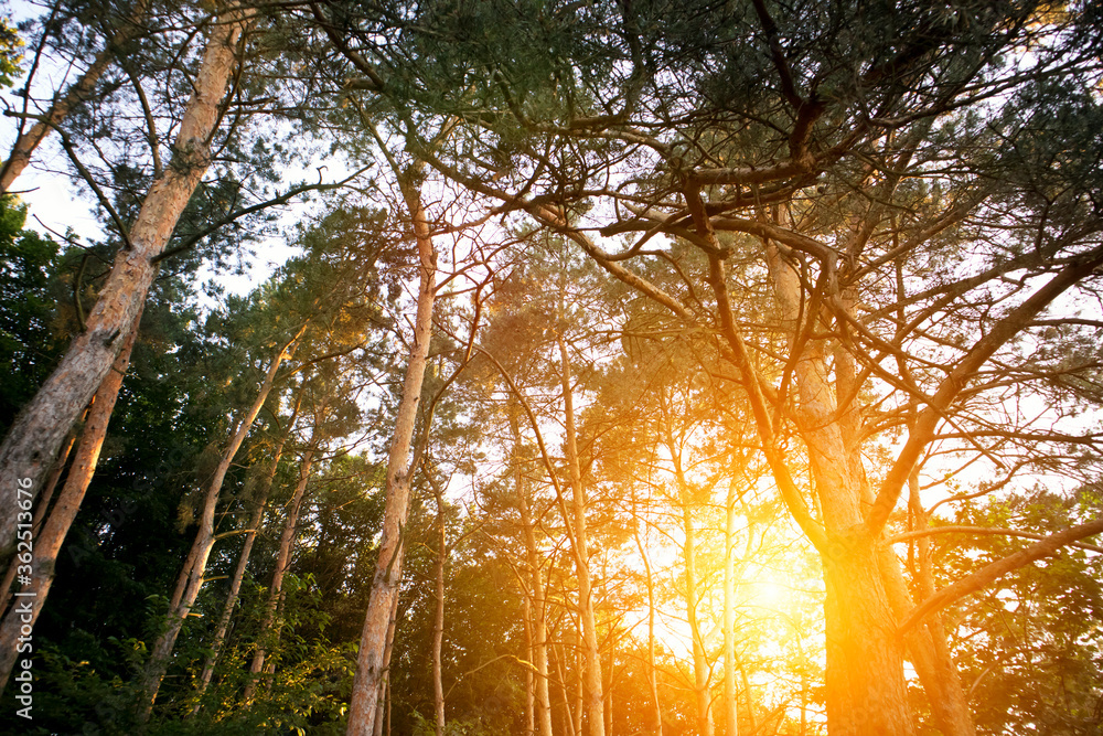 Obraz premium The evening sun shines bright through the brunch of trees