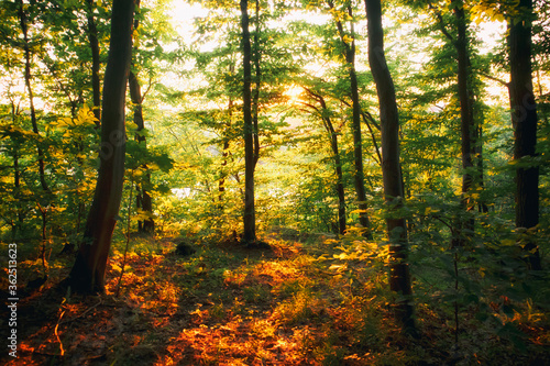 Fototapeta Naklejka Na Ścianę i Meble -  The evening sun shines bright through the brunch of trees