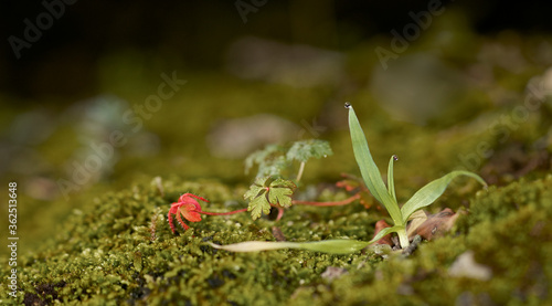 Detail of a piece of moss in the field with water drops © Roman