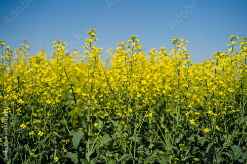 A single branch of blooming rapeseed, blooming canola, yellow flowers in spring © zorgens