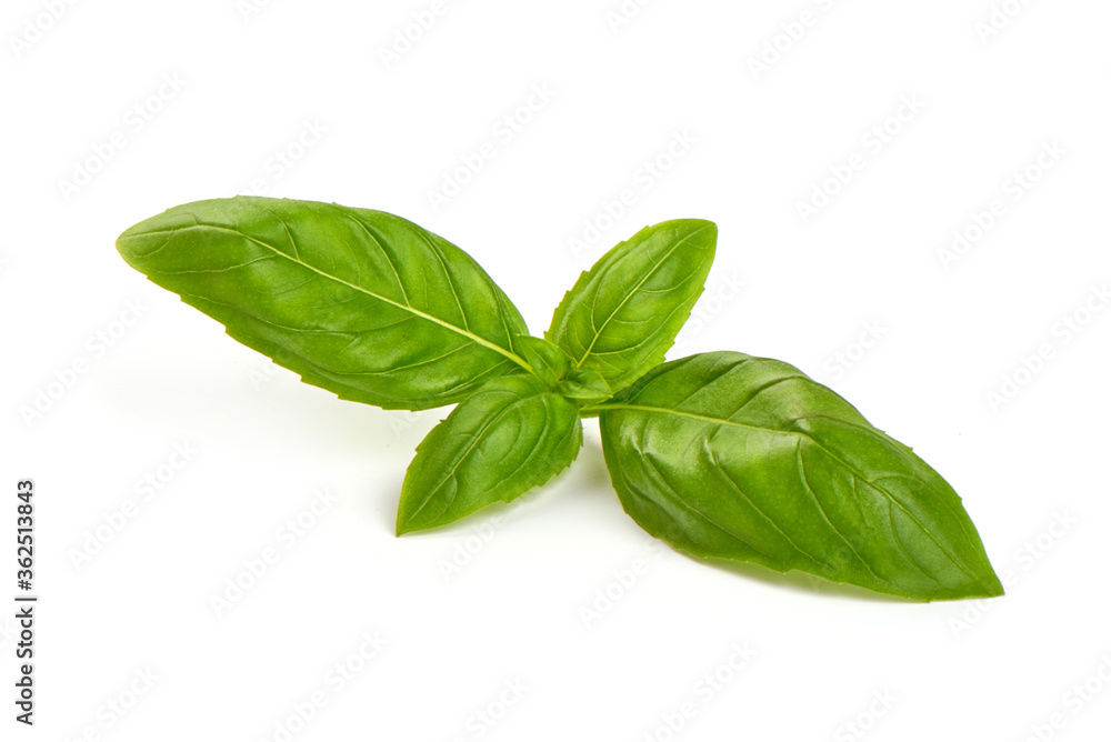 Fresh basil leaves, isolated on white background Fresh basil leaves, isolated on white background