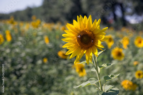 Sunflower field landscape. Field of blooming sunflowers