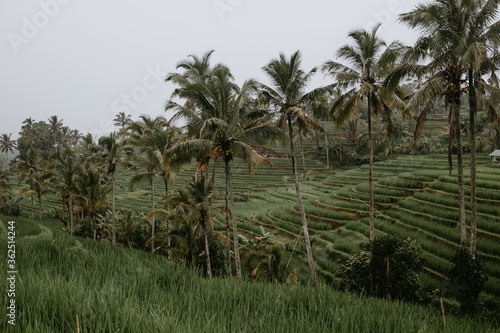 rice terraces Tegalalang in Indonesia