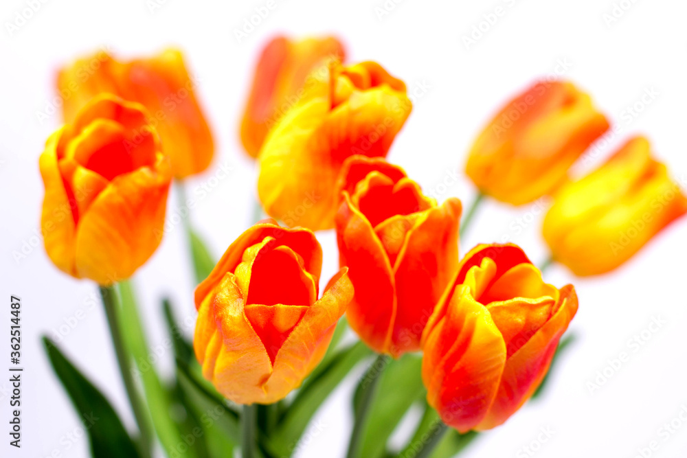 Bouquet of orange-red tulips on a white background Bouquet of orange-red tulips on a white background