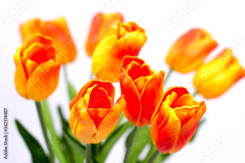 Bouquet of orange-red tulips on a white background