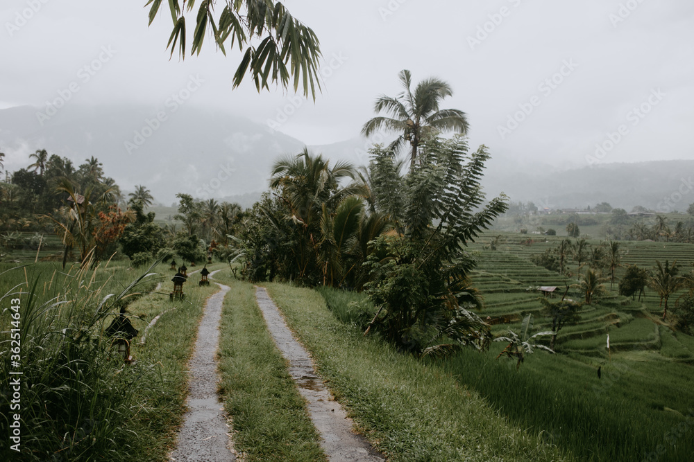 Fototapeta premium rice terraces Tegalalang in Indonesia