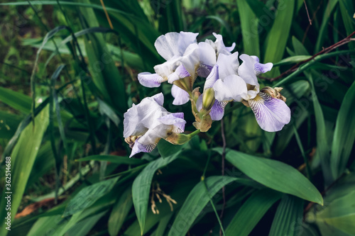 Close-up of a flower of bearded iris . Iris germanica on blurred green natura...