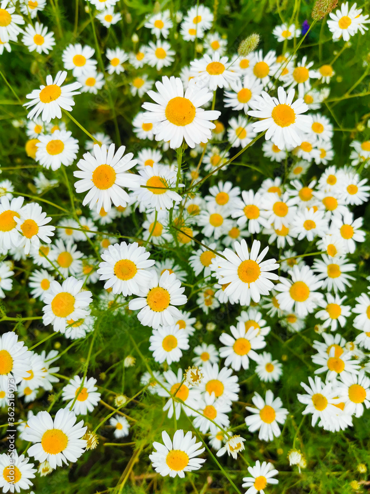 white daisies in a field white daisies in a field