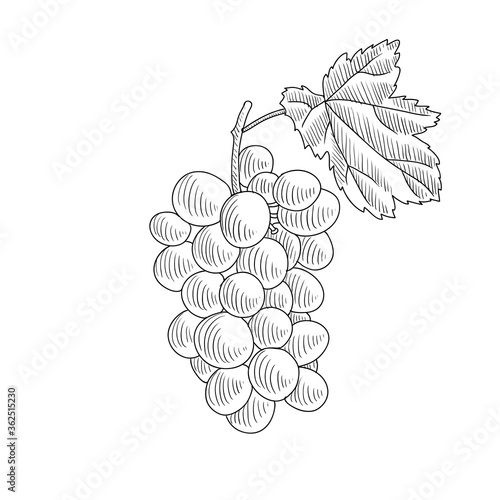 vector drawing grape