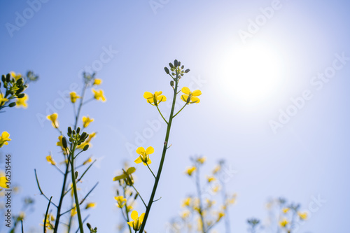 Growing flowering rapeseed in the oil field in summer