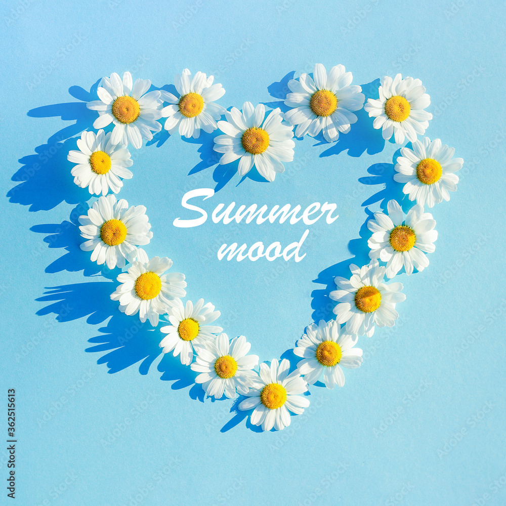 White Daisy on a blue background laid out in the shape of a heart. spring and summer minimal concept. Top view White Daisy on a blue background laid out in the shape of a heart. spring and summer minimal concept. Top view