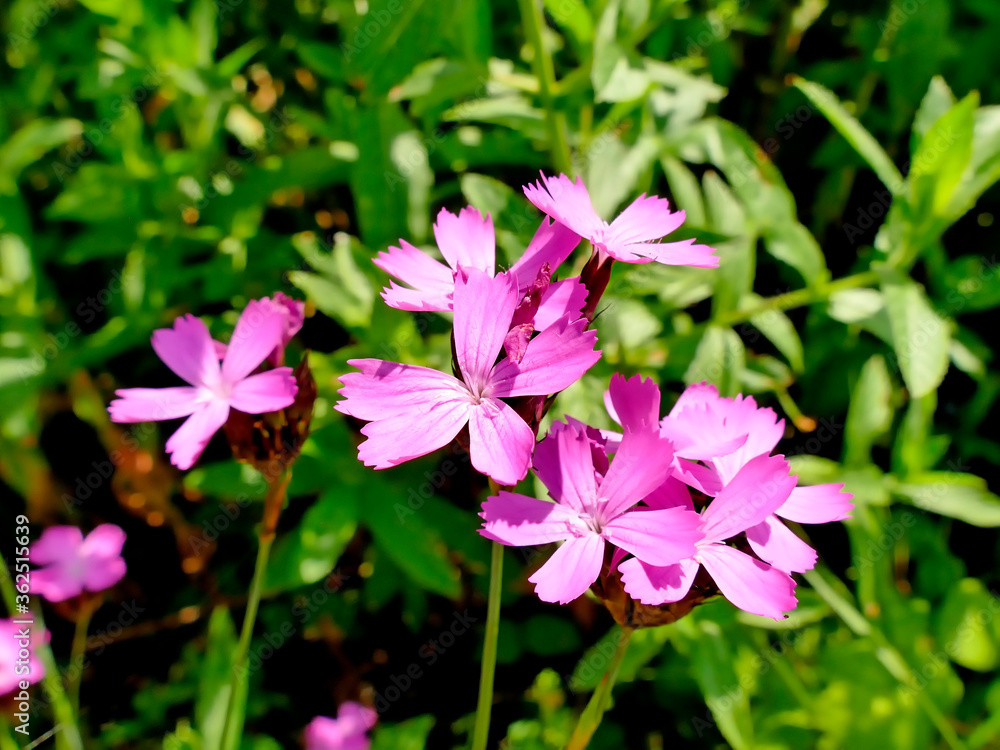 Carthusian Pink, medieval medicinal herb of the abbeys