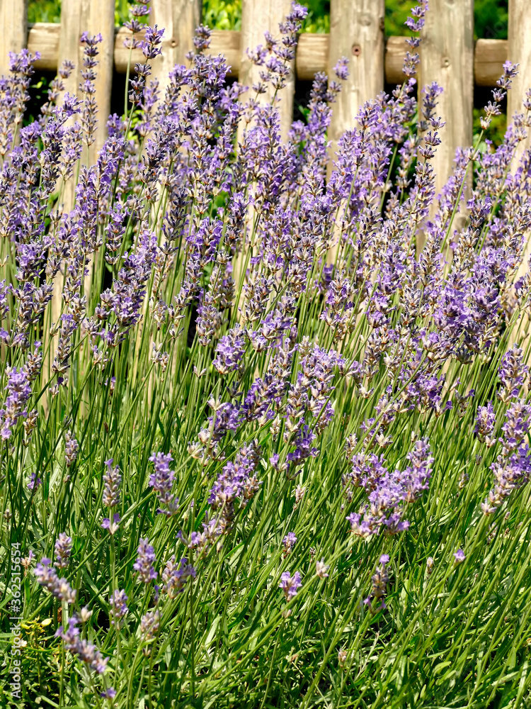 Obraz premium lavender, flower of the medicinal herb at an old wooden fence