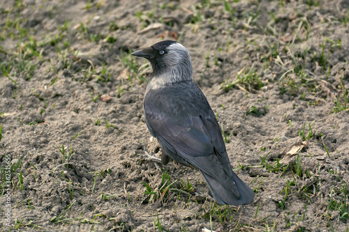 Jackdaw on the spring field.