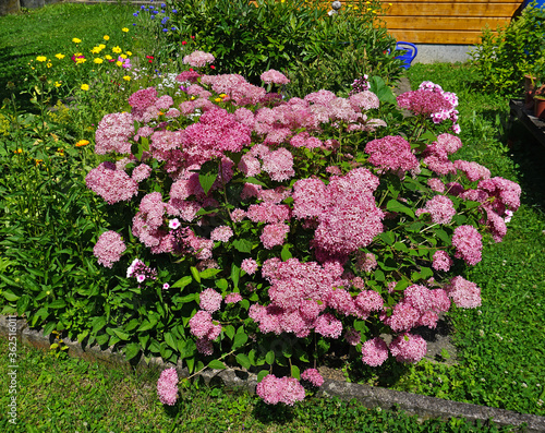 Rispen-Hortensie, Hydrangea paniculata; hydrangea photo