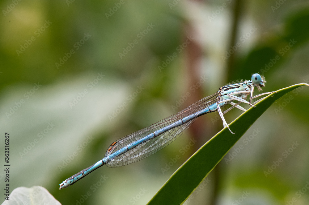libellule - Agrion à larges pattes libellule - Agrion à larges pattes