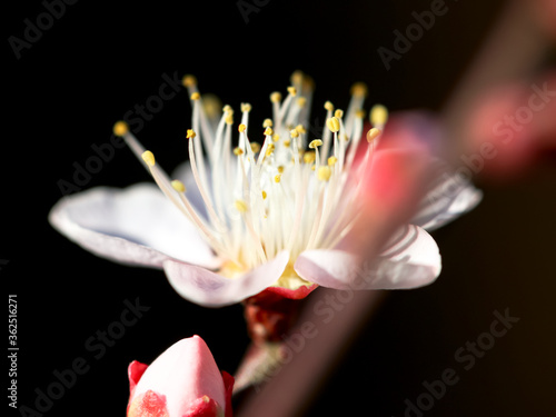 close up of a flower