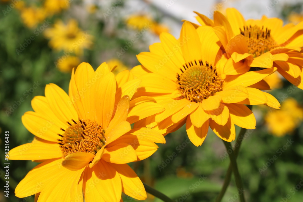 Three yellow camomile flowers blooming in the garden sunny day Three yellow camomile flowers blooming in the garden sunny day