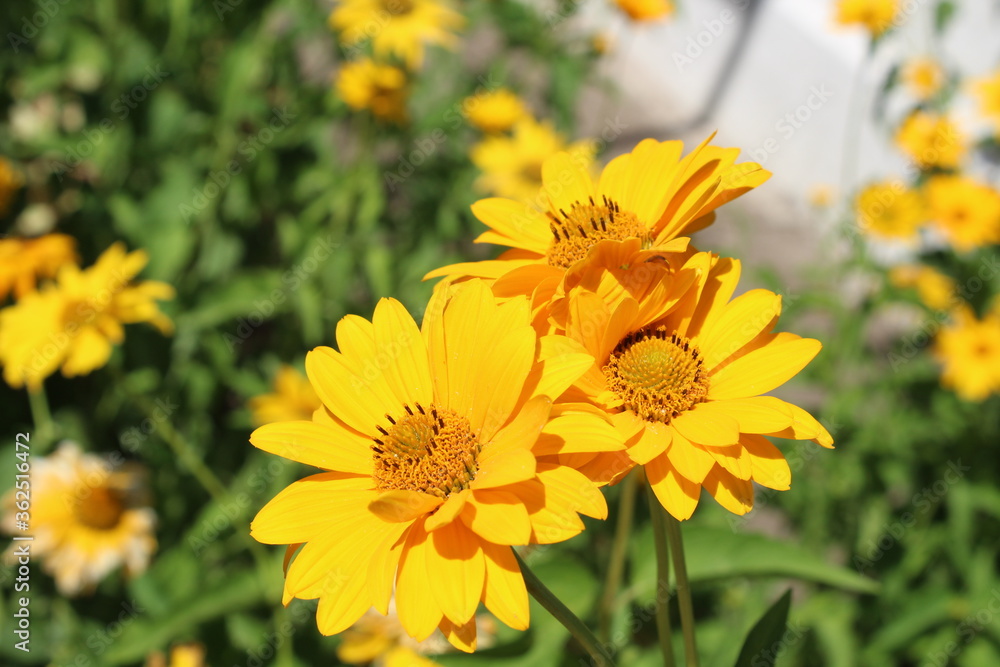Three yellow camomile flowers blooming in the garden sunny day Three yellow camomile flowers blooming in the garden sunny day