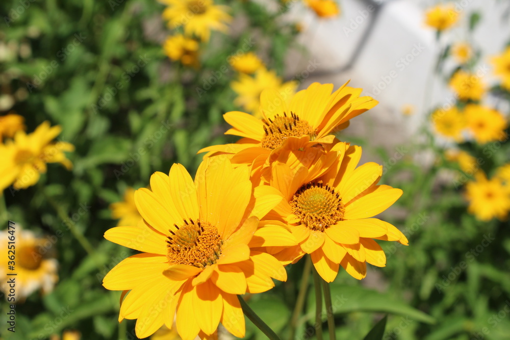 Three yellow camomile flowers blooming in the garden sunny day Three yellow camomile flowers blooming in the garden sunny day
