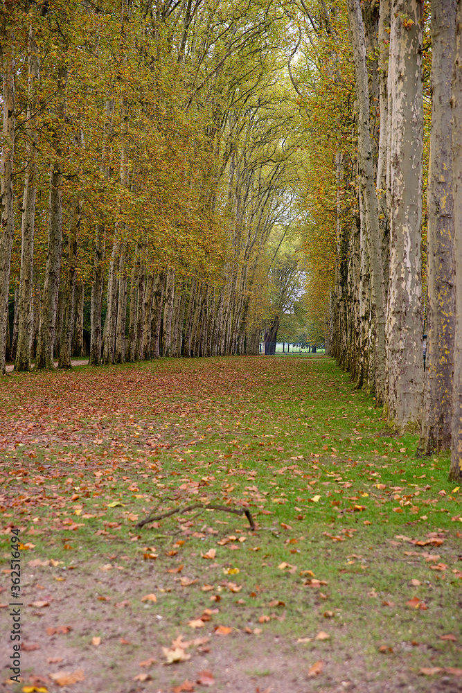 part of a path surrounded by trees with leaves on the ground part of a path surrounded by trees with leaves on the ground