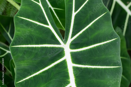 green leaf texture
