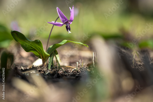 first spring flowers