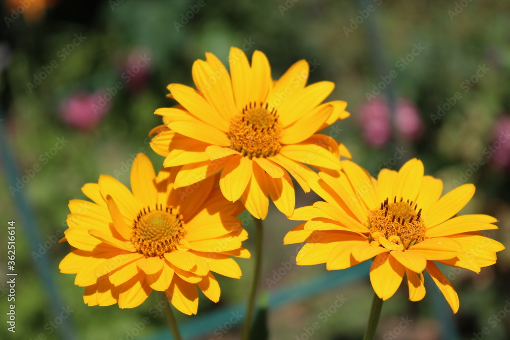 Three yellow camomile flowers blooming in the garden sunny day Three yellow camomile flowers blooming in the garden sunny day