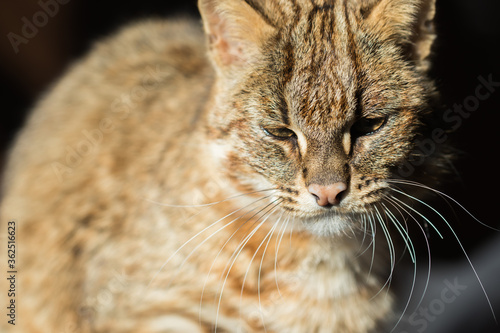 close up portrait of a wild cat