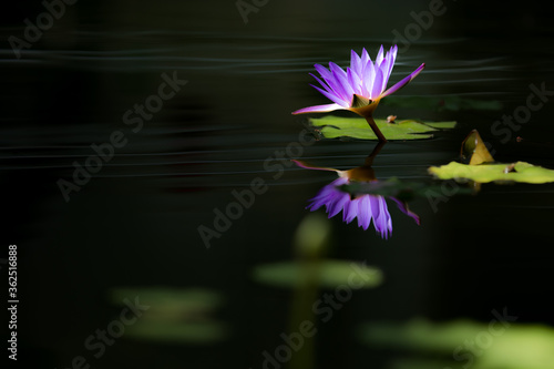 Purple water lily