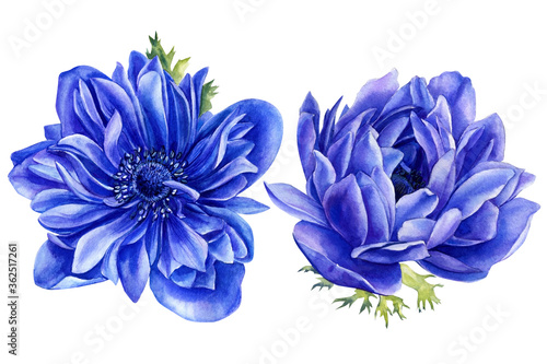 Fototapeta Naklejka Na Ścianę i Meble -  Watercolor blue floral set. Hand painted blue anemone isolated on the white background