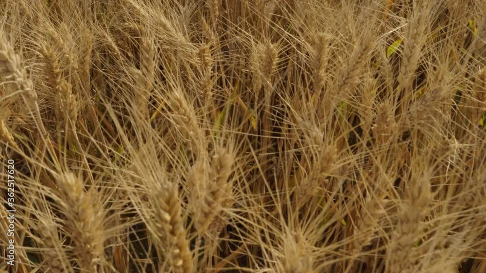 golden wheat field. spikes are beautiful and yellow. Wide field. the spikes are beautiful. There are trees in the field. Motion shooting 4K golden wheat field. spikes are beautiful and yellow. Wide field. the spikes are beautiful. There are trees in the field. Motion shooting 4K
