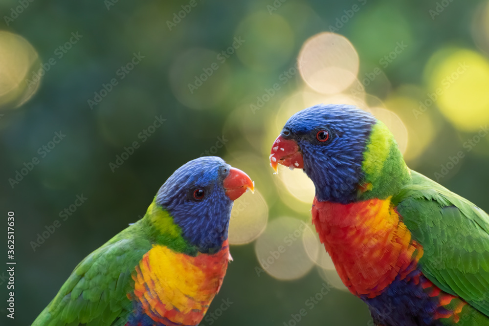 Two Rainbow Lorikeets Looking At Each Other Two Rainbow Lorikeets Looking At Each Other