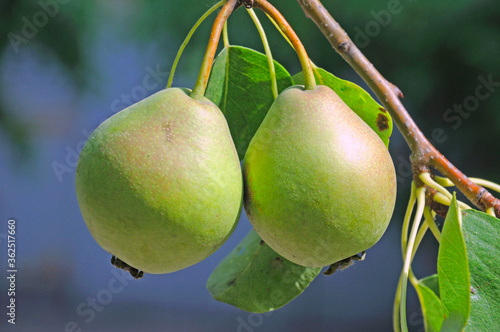 pear fruit on a tree branch in a summer garden