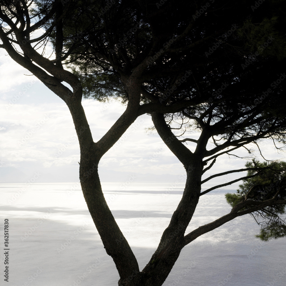 Fototapeta premium Silhouette of a tree