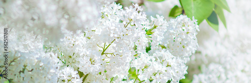 Fototapeta Naklejka Na Ścianę i Meble -  White Lilac Flowers on soft in blur style. Panoramic banner with place for text, copy space.