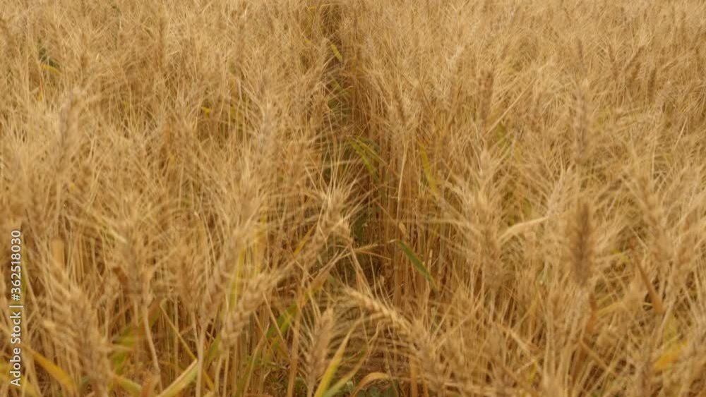 golden wheat field. spikes are beautiful and yellow. Wide field. the spikes are beautiful. There are trees in the field. Motion shooting 4K golden wheat field. spikes are beautiful and yellow. Wide field. the spikes are beautiful. There are trees in the field. Motion shooting 4K